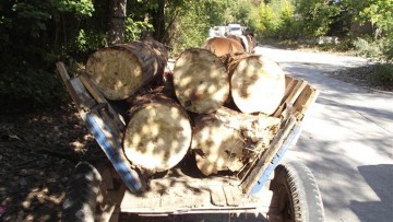 Pregătiri pentru iarnă: hoţii au dat iama în pădurea de lângă Jupiter